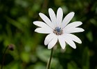 6 Osteospermum.jpg